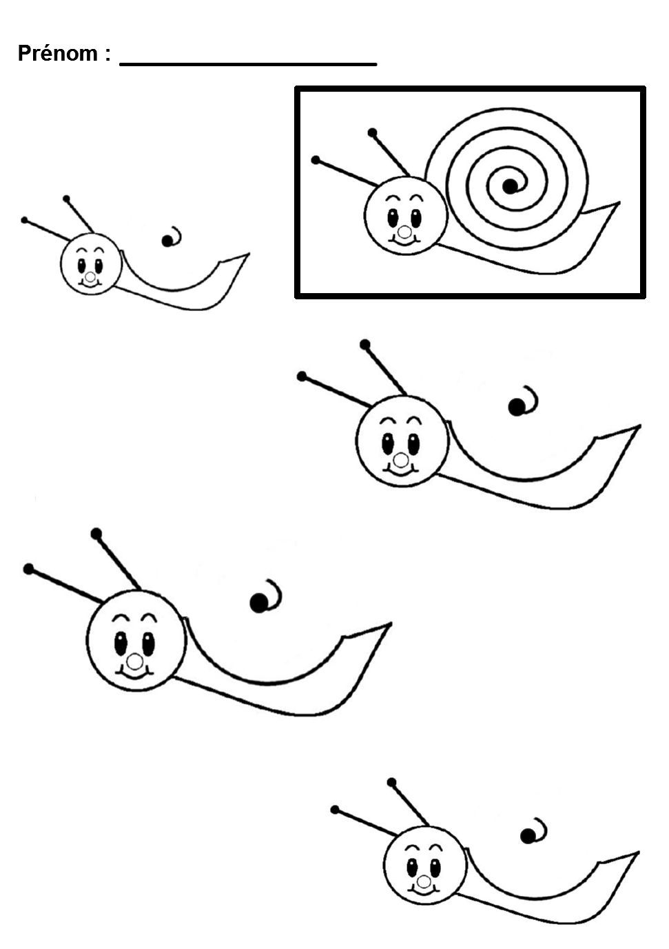 spirale-escargots.jpg