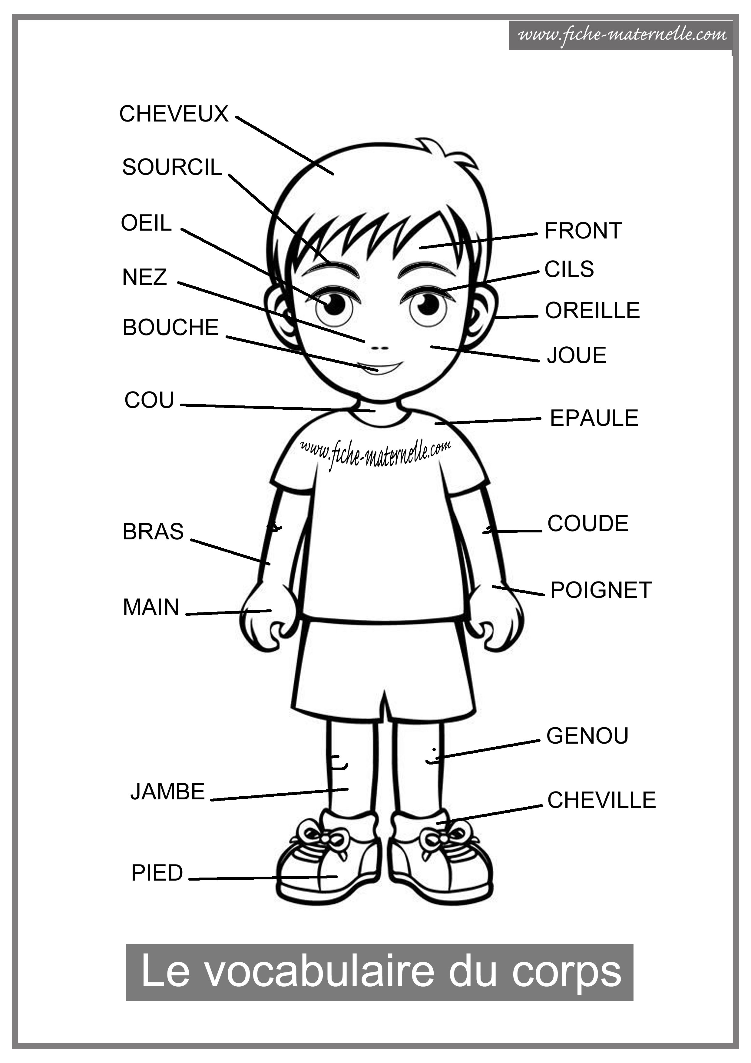 Vocabulaire du corps