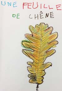 Dessiner une feuille de chne