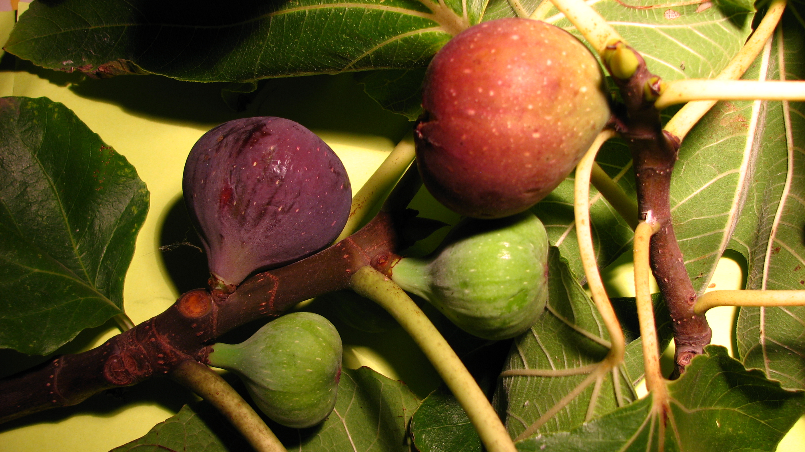 Photo de figues