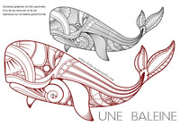 graphies dans une baleine