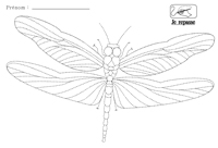 Je repasse au feutre prcisment sur les pointills qui dessinent une libellule