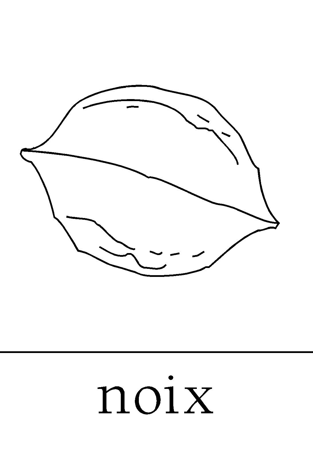 Illustration d une noix en automne