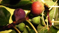Fruits d automne