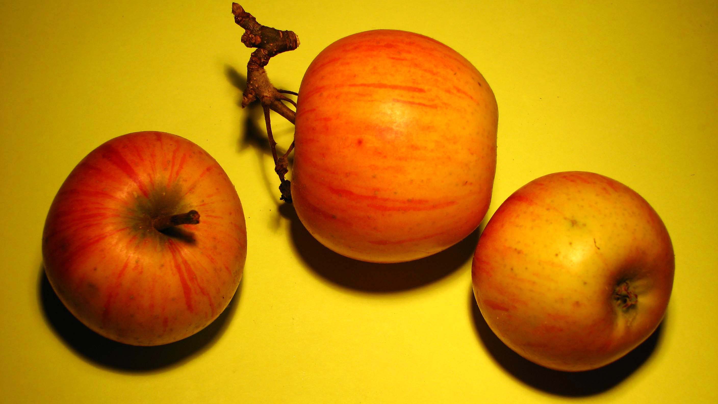 Photo de pommes