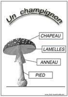 Schma du champignon