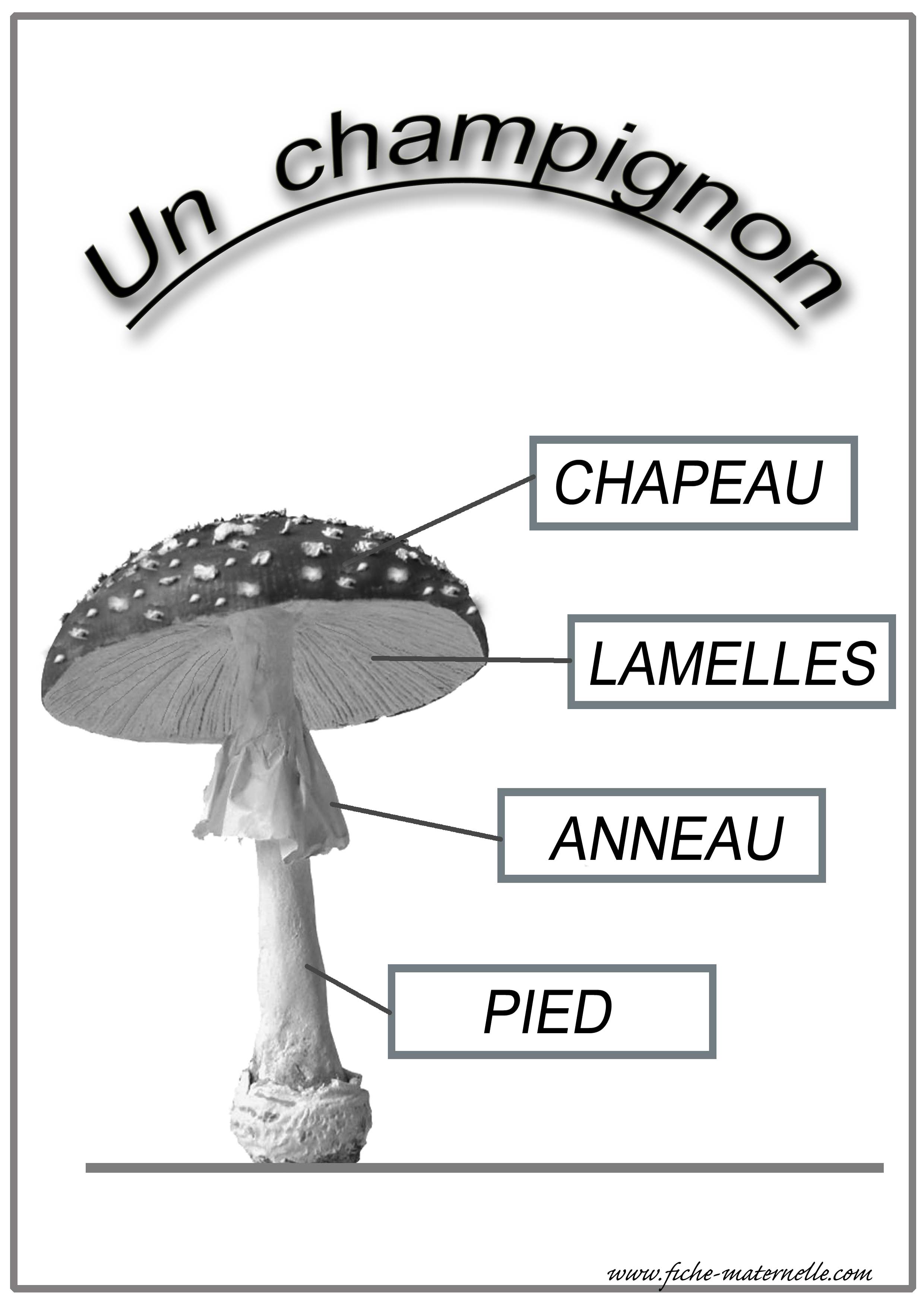 Schema du champignon
