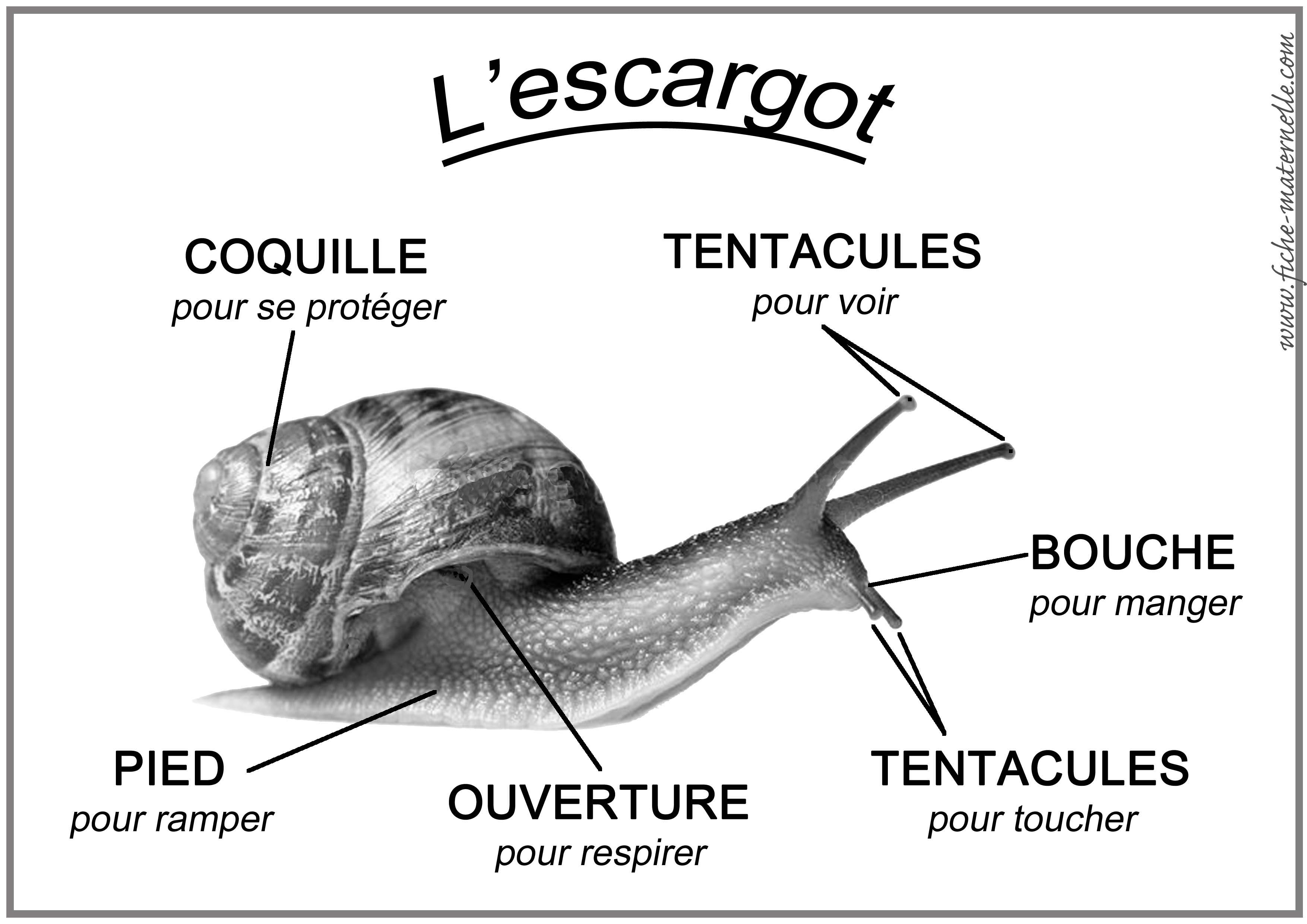 Schema de l escargot