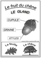 Schma du gland