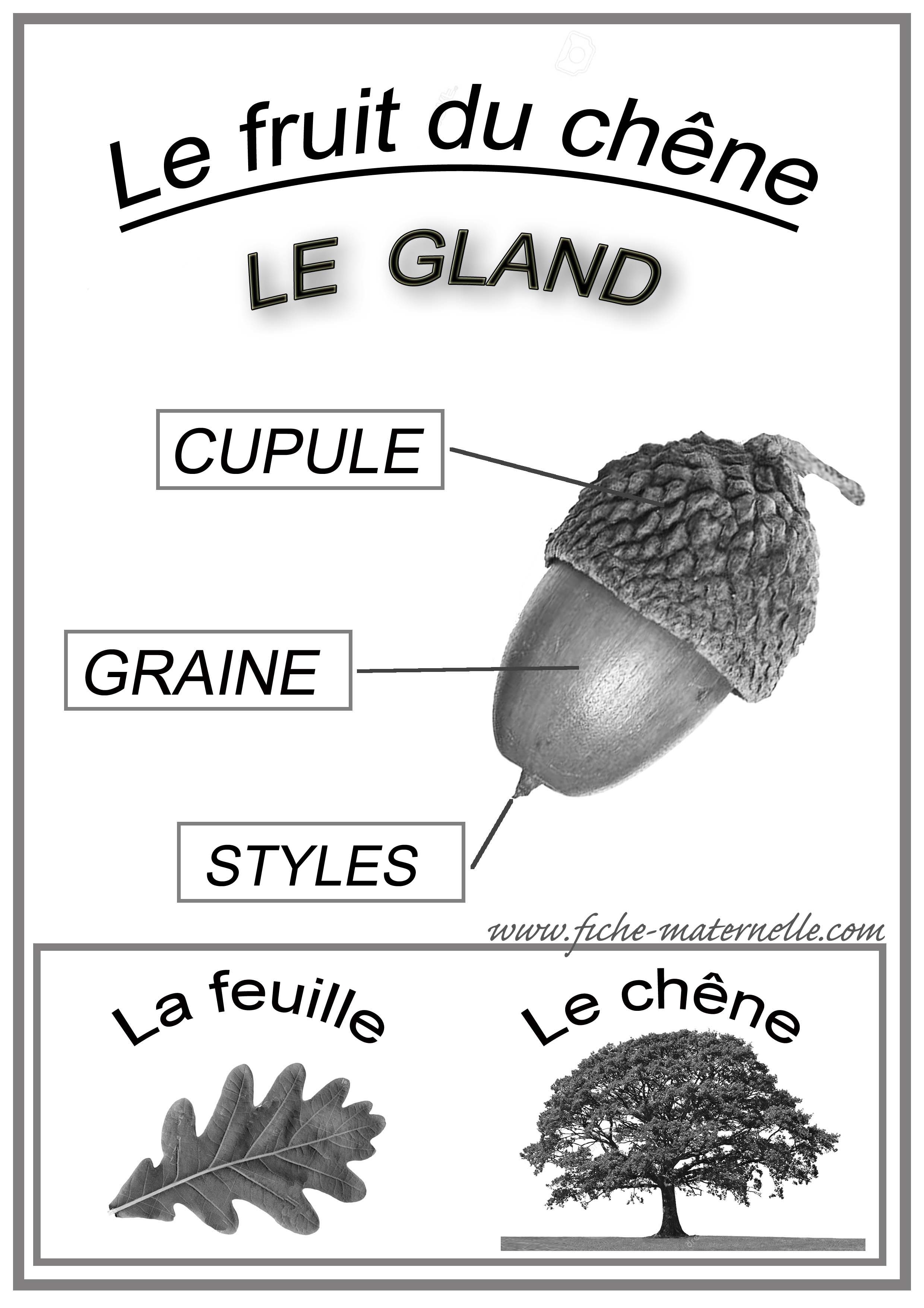 Schema du gland